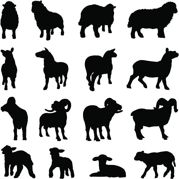 illustrazioni stock, clip art, cartoni animati e icone di tendenza di collezione silhouette di pecora - newborn animal illustrations