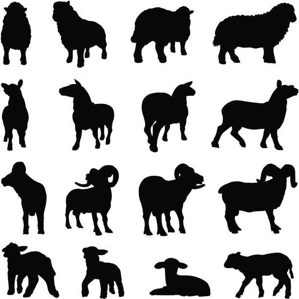 Sheep silhouette collection A variety of sheep (also shorn sheep), ram and lam silhouettes. ram animal stock illustrations