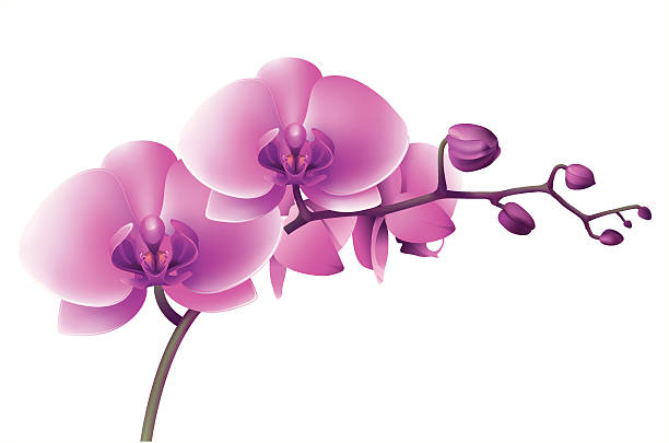 Purple orchid – artystyczna grafika wektorowa