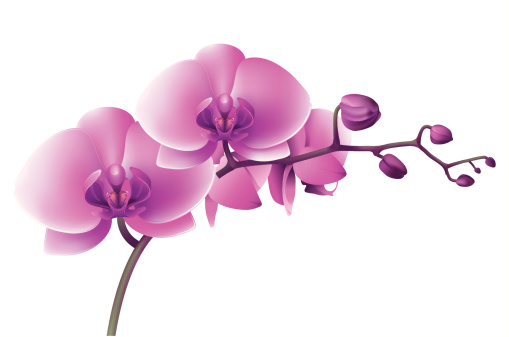 Vectr illustration of orchid. ZIP includes large JPG (5000x3200px) PNG with transparent background. Global colors used.