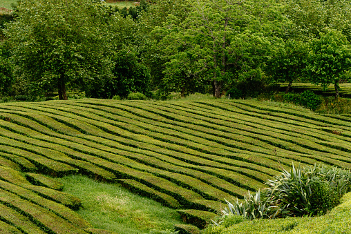 Tropical tea plantation in Sao Miguel Island, Azores, Portugal. Tea plantation in Porto Formoso. Amazing landscape of outstanding natural beauty