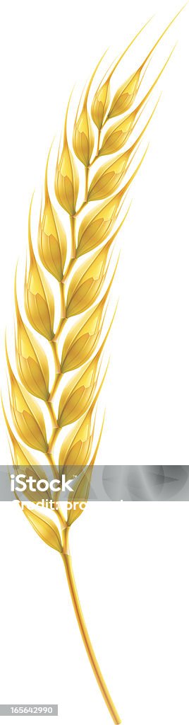 Ear Vector illustration of wheat ear. Wheat stock vector