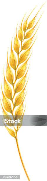 Ear Stock Illustration - Download Image Now - Wheat, Husk, Illustration
