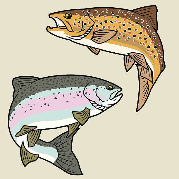 ilustrações de stock, clip art, desenhos animados e ícones de truta: arco-íris & brown - brown trout