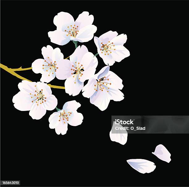 Orientalische Cherry Stock Vektor Art und mehr Bilder von Kirschblüte - Kirschblüte, Kirschbaum, Illustration