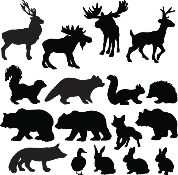 Silhouettes of woodland animals Silhouettes of a variety of woodland animals silhouette of a black and white rabbit stock illustrations