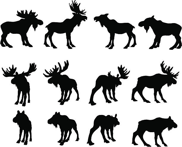 bildbanksillustrationer, clip art samt tecknat material och ikoner med moose silhouettes (bull and cow) - älg