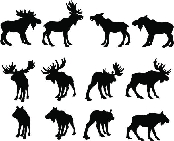 Moose Silhouettes (bull and cow) Different types of moose in silhouette. alces alces gigas stock illustrations