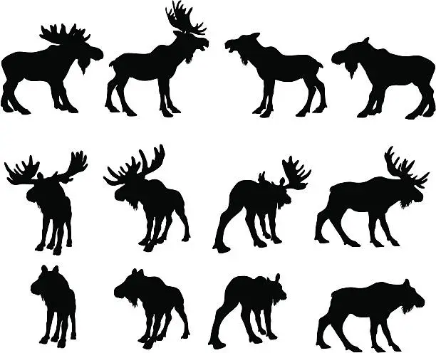 Vector illustration of Moose Silhouettes (bull and cow)