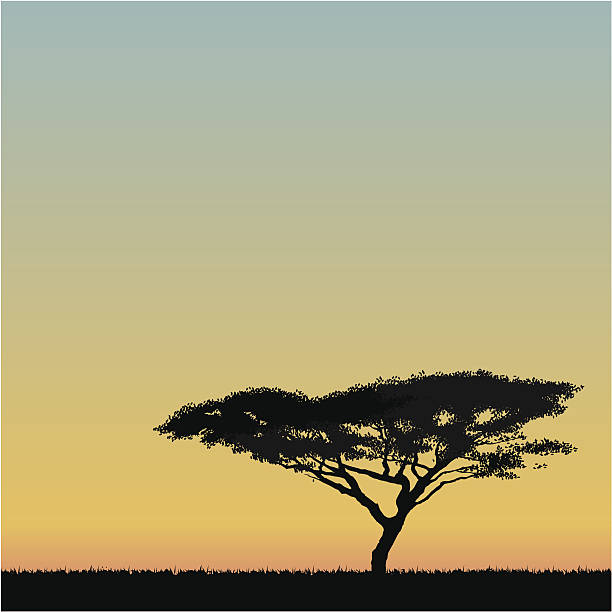 African Acacia tree vector art illustration