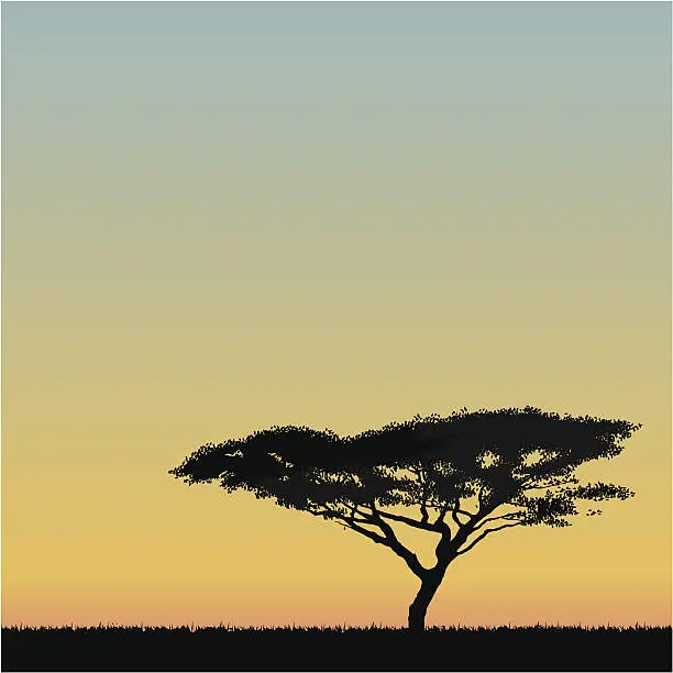 Vector illustration of African Acacia tree