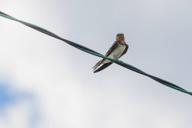 istock Swallows resting on a power line in the summer sky 1656435604