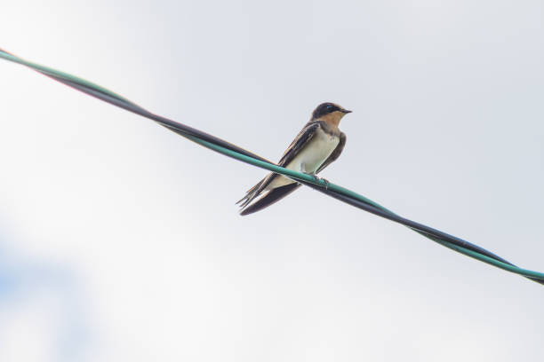 istock Swallows resting on a power line in the summer sky 1656435680