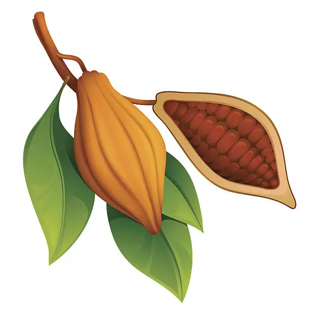 Vector illustration of Cocoa