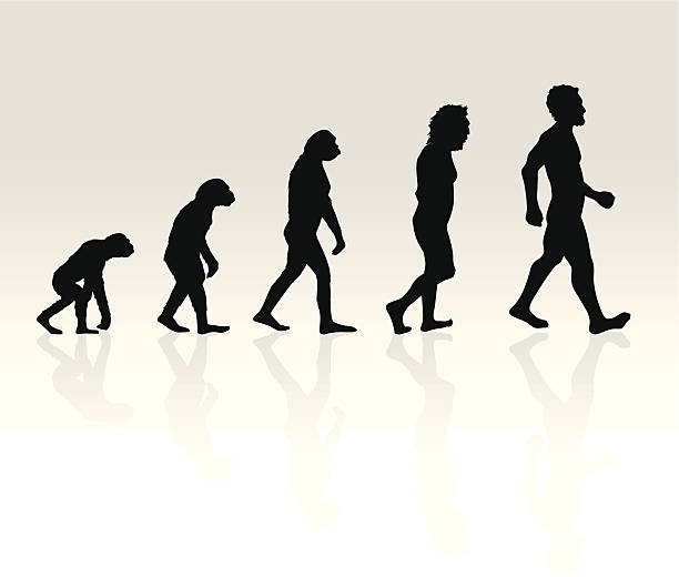 illustration der menschlichen evolution - evolution stock-grafiken, -clipart, -cartoons und -symbole