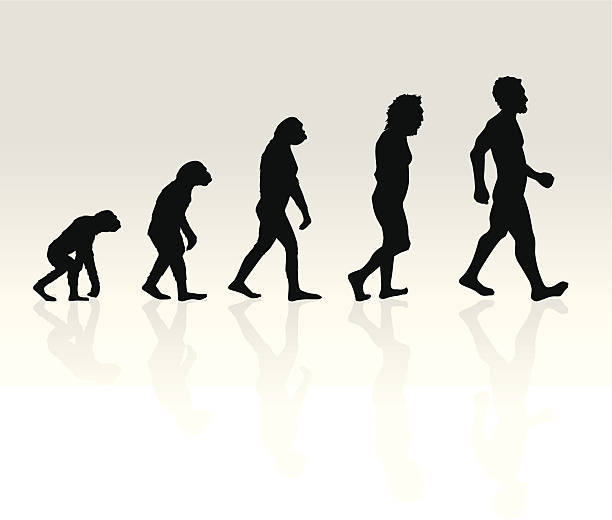 679 200+ évolution Homme Photos, taleaux et images libre de droits - iStock