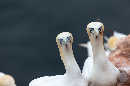 Northern Gannets on Helgoland Island - North Sea - Germany.