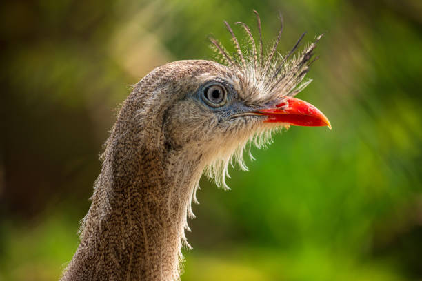Portrait of Red-legged seriema, Cariama cristata, also known as the crested cariama