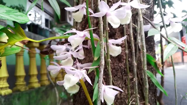 Video of the blooming Dendrobium aphyllum in close-up is sticking on the surface of a tree trunk. Fresh, peaceful, eye level view.