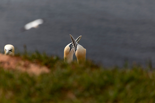 Northern Gannets on Helgoland Island - North Sea - Germany.