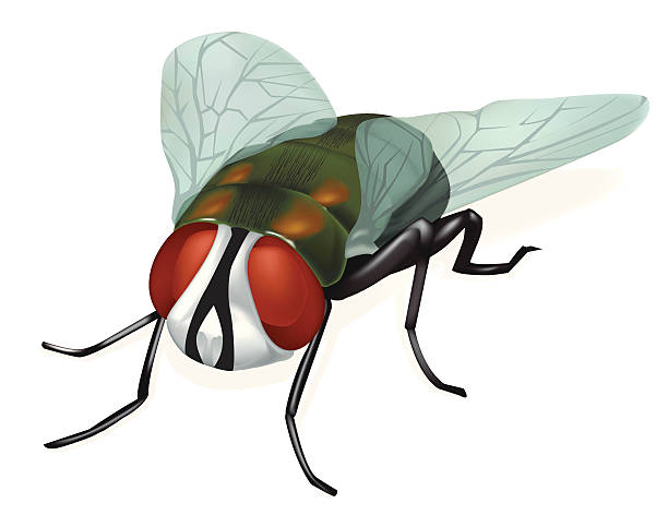 illustrazioni stock, clip art, cartoni animati e icone di tendenza di fly - fly flying housefly insect