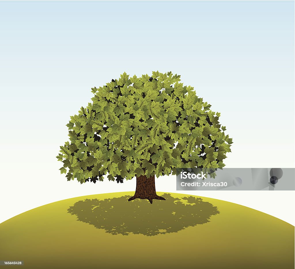 Green Maple Tree Vector illustration of maple tree in spring season color Sycamore Tree stock vector