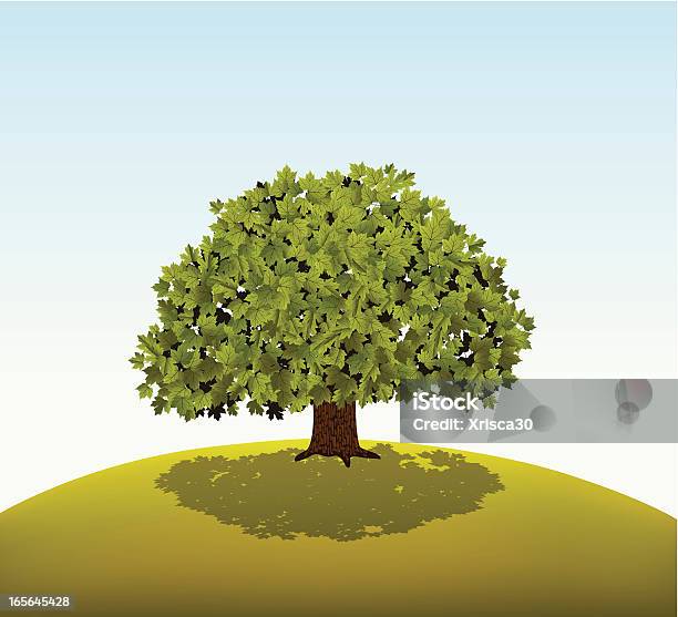 Green Maple Tree Stock Illustration - Download Image Now - Sycamore Tree, Vector, Cut Out