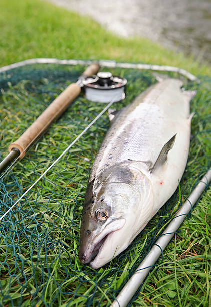 свежий улов лосося с реки - catch of fish water river salmon стоковые фото и изображения