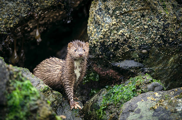 Portrait of an American Mink ((Mustela vison) in the Rain An American Mink (Mustela vison) along the Pacific Coast on a rainy day. american mink stock pictures, royalty-free photos & images
