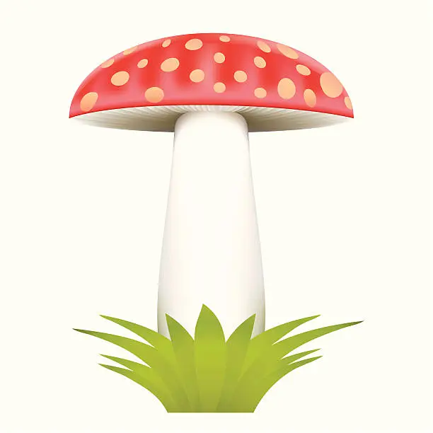Vector illustration of Amanita Mushroom