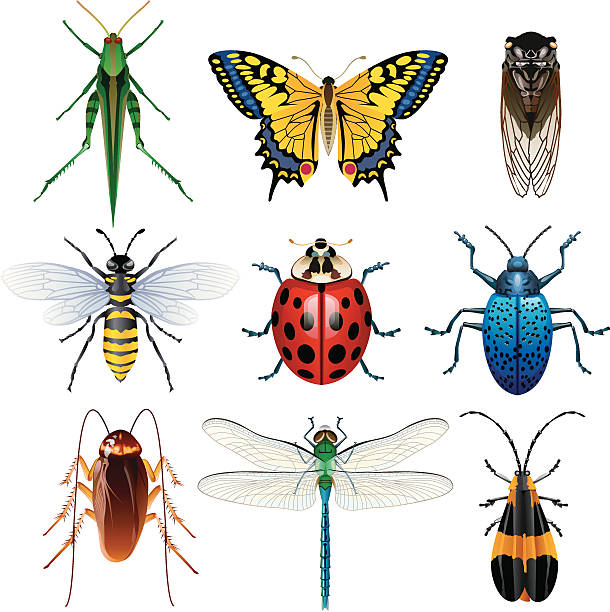 일러스트레이션 다양한 곤충 - giant grasshopper stock illustrations