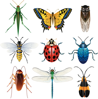 Vector illustration of insect set for your web page, interactive, presentation, print, and all sorts of design need. 