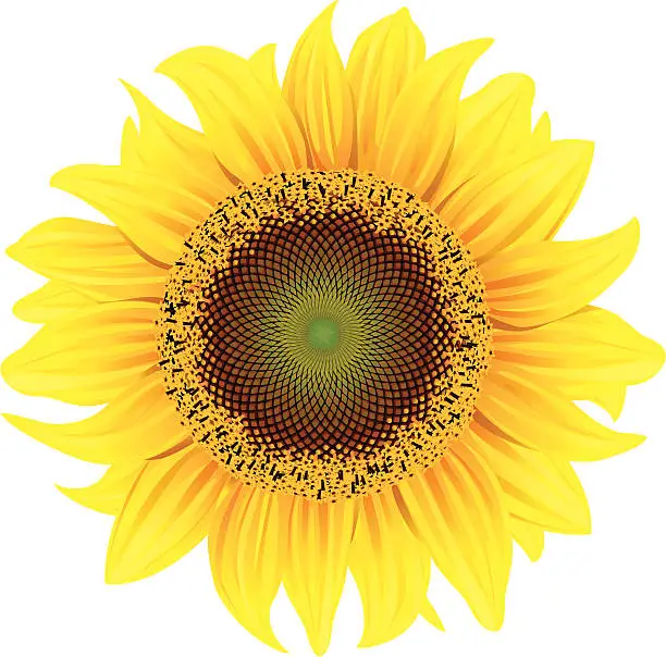 Vector illustration of Sunflower