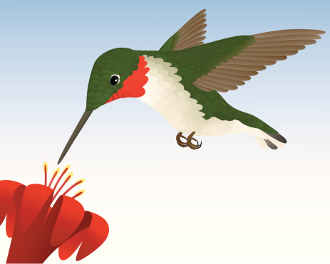 Vector illustration of a Ruby-Throated Hummingbird hovering above a red flower, against a gradiated sky background.  Illustration uses linear gradients.  Bird, flower, and background are on different layers and are easily separated.  CS .ai and AI8-compatible .eps formats are included, along with a high-res .jpg.