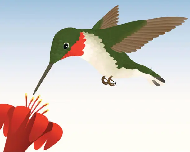 Vector illustration of Ruby-Throated Hummingbird