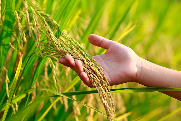 rice harvest picture of one hand holding rice . rice paddy photos stock pictures, royalty-free photos & images