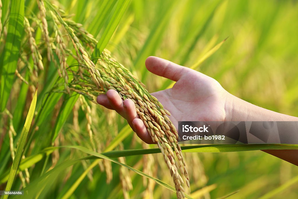 Colheita de arroz - Foto de stock de Arroz - Cereal royalty-free