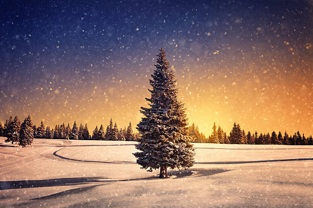 겨울맞이 해질녘까지 - tranquil scene tree sunset snow 뉴스 사진 이미지