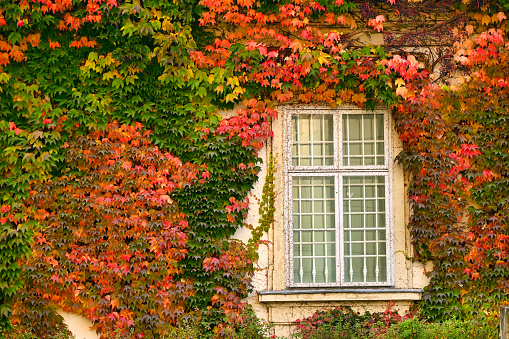 the wall of an old house covered with colorful creeper leafs in Vienna