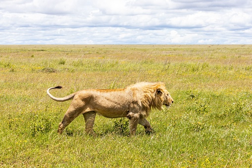 A majestic lion walking through tall grass on a sunny day