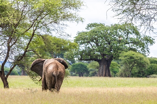 An African elephant in a grassy field of savanna