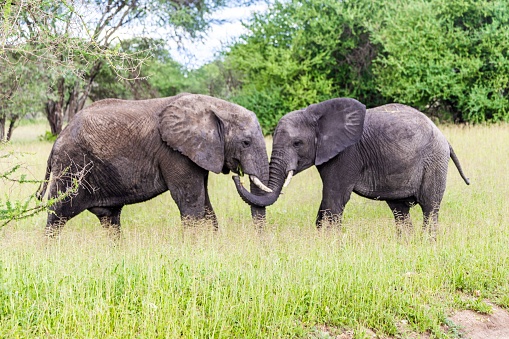 Two African elephants engaged in a physical altercation, standing on lush grass with trees in the background
