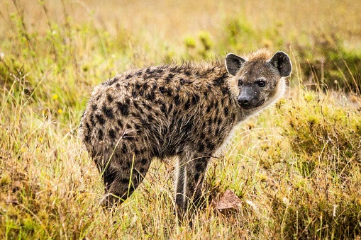 A close-up shot of a spotted hyena in the middle of an open savanna landscape