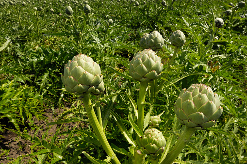 Close-up of artichoke, (Cynara cardunculus), ripening in a field of artichokes plants with the ocean in background.