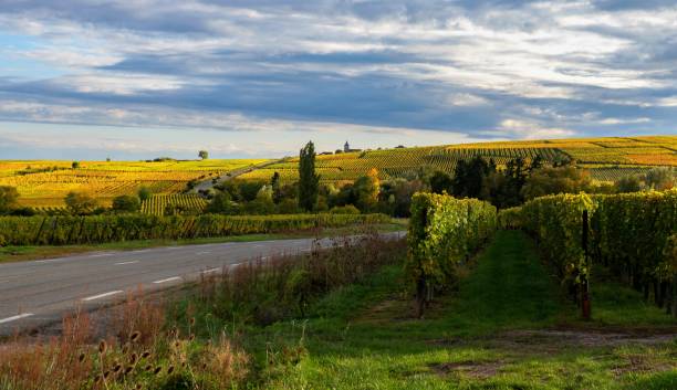 istock Vineyard in Alsace, France 1656483354