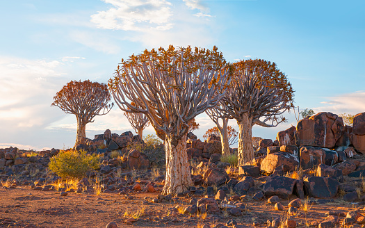 Landscape with quiver tree in the quiver tree forest  in Keetmanshoop.