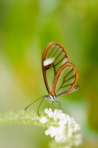 The tropical clearwing butterfly (Greta oto) feeding on a flower.  These butterflies are found throughout central and south America.  This one is from Costa Rica.