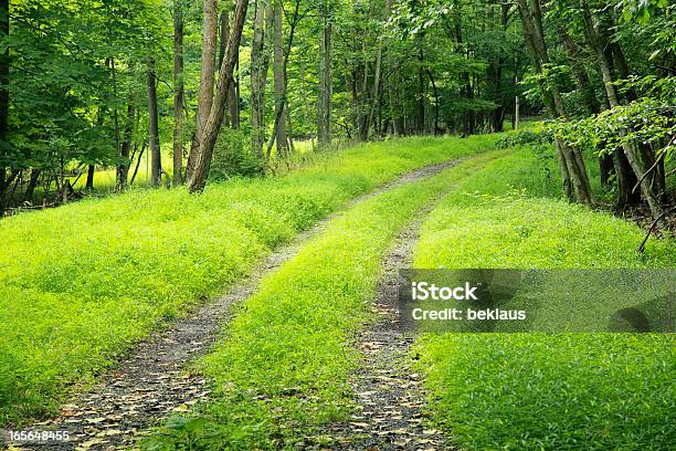 Грунтовая Дорога Через Плотные Лес — стоковые фотографии и другие картинки S-образный - S-образный, Без людей, Ветвь - часть растения