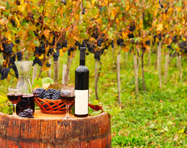 Red wine and grapes on wooden barrel in vineyard stock photo