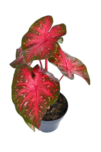 istock Exotic Caladium Red Flash houseplant 1656494295